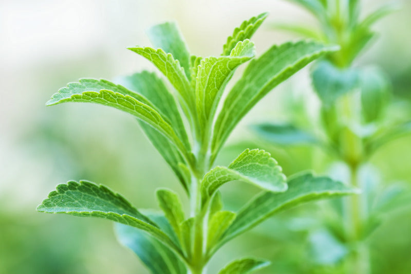 Natural Stevia vs. Artificial Sucralose